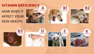 10 Signs of Nutritional Deficiency in Dogs