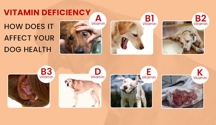 10 Signs of Nutritional Deficiency in Dogs