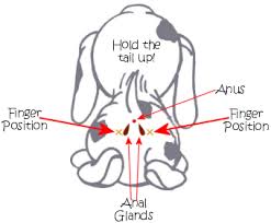 5 Effective Nutritional Solutions for Managing Anal Gland Problems in Dogs