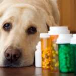 Common Dog Illnesses