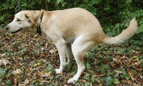 7 Powerful Ways to Manage Inflammatory Bowel Disease in Dogs