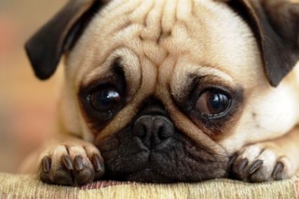 Is Your Dog at Risk? 3 Shocking Signs of Parvo You Can’t Ignore!