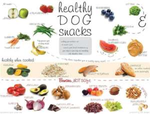 alkaline diet for dogs