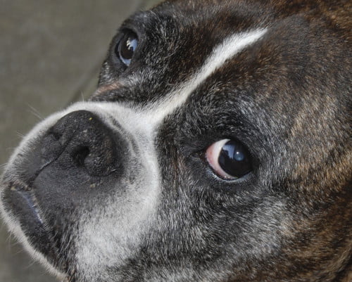 Cushing’s Disease in Dogs: Is Your Dog at Risk?Discover 7 Critical Symptoms You Need to Know!